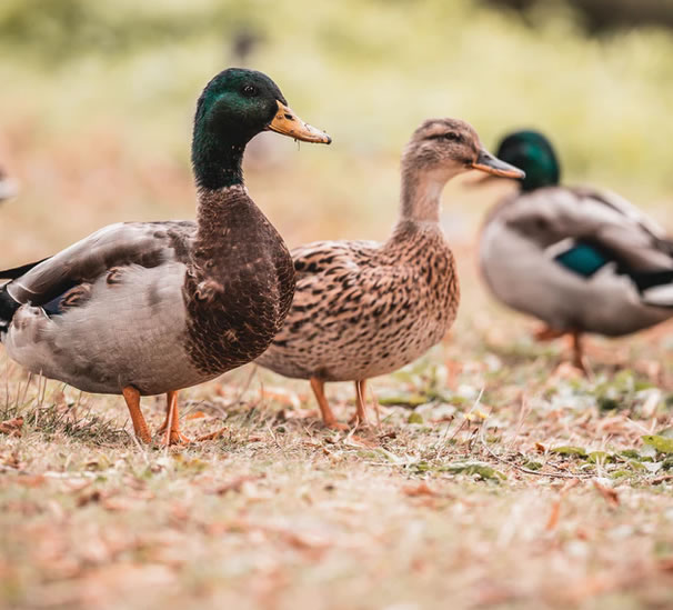 創(chuàng)新領(lǐng)域-行業(yè)背景