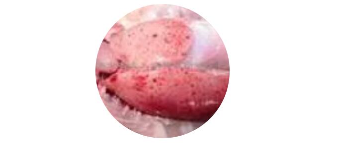 水禽課堂丨病毒性鴨肝炎你了解多少？