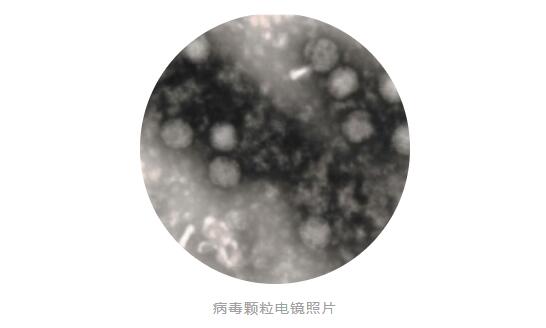 水禽課堂丨呼腸孤病毒的防治措施