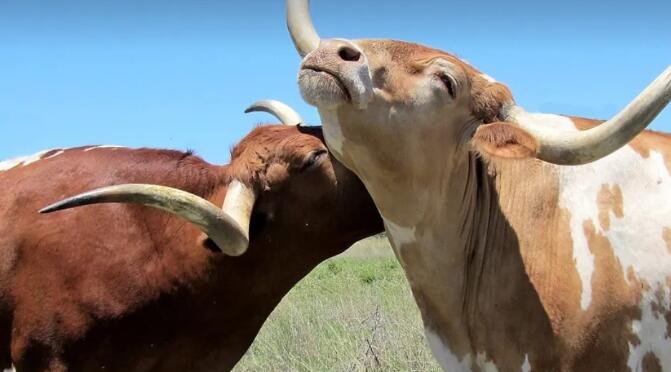 動(dòng)物視界 | 預(yù)防牛結(jié)節(jié)性皮膚病刻不容緩！